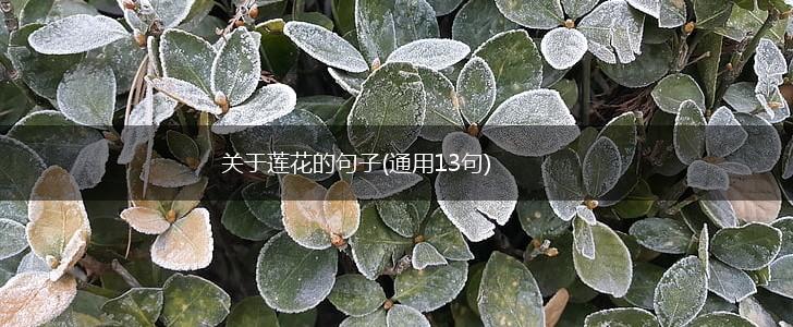 关于莲花的句子(通用13句),第1张