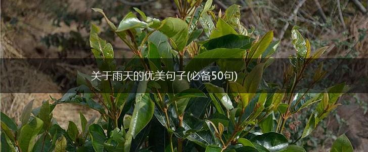 关于雨天的优美句子(必备50句),第1张