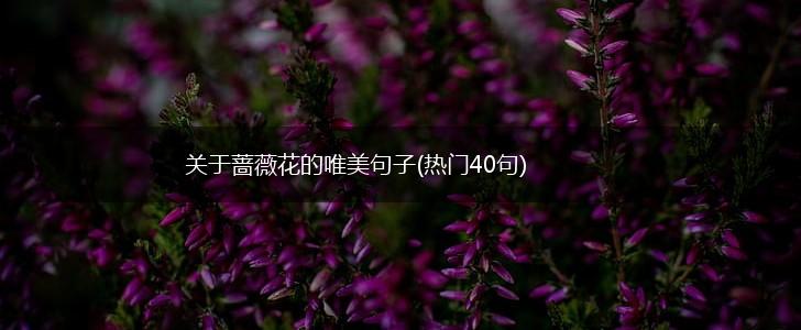 关于蔷薇花的唯美句子(热门40句),第1张
