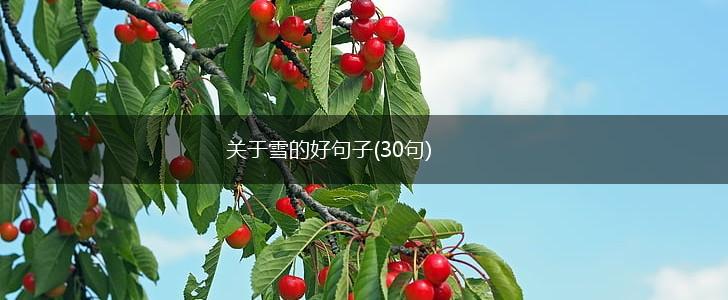 关于雪的好句子(30句),第1张