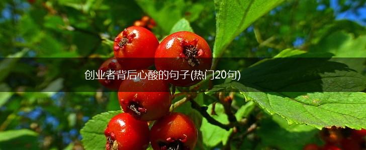 创业者背后心酸的句子(热门20句),第1张