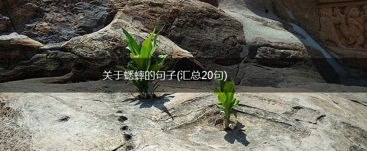 关于蟋蟀的句子(汇总20句),第1张
