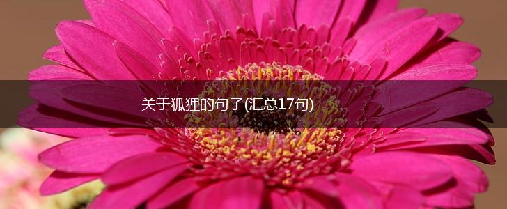 关于狐狸的句子(汇总17句),第1张
