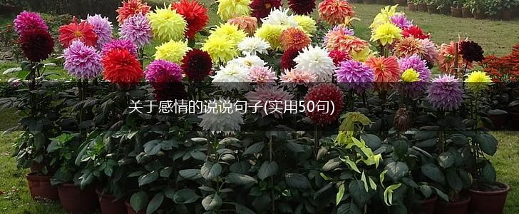 关于感情的说说句子(实用50句),第1张
