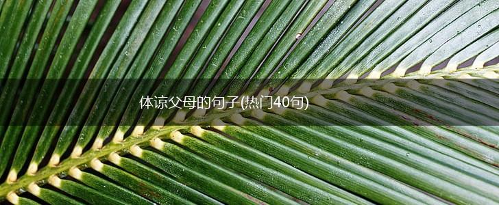 体谅父母的句子(热门40句),第1张