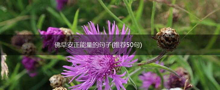 佛早安正能量的句子(推荐50句),第1张