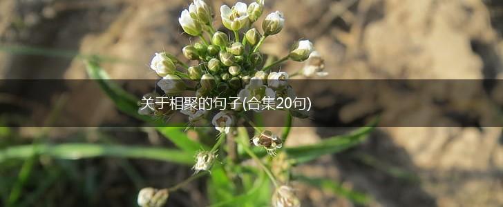 关于相聚的句子(合集20句),第1张