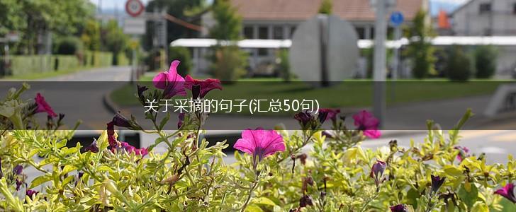 关于采摘的句子(汇总50句),第1张