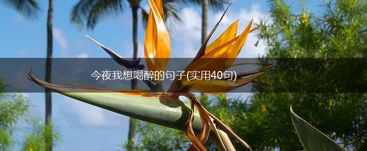 今夜我想喝醉的句子(实用40句),第1张