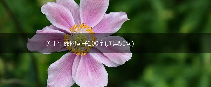 关于生命的句子100字(通用50句),第1张