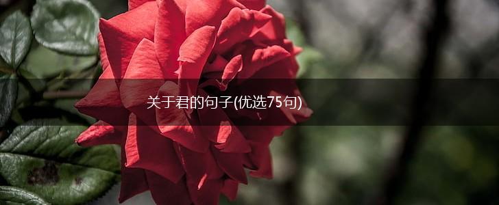 关于君的句子(优选75句),第1张
