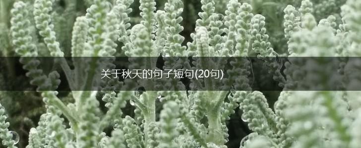 关于秋天的句子短句(20句),第1张