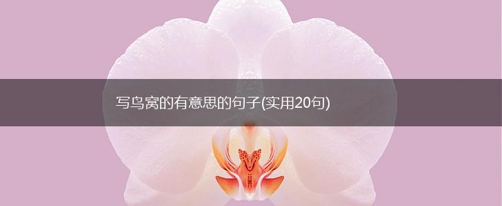 写鸟窝的有意思的句子(实用20句),第1张