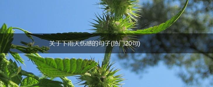 关于下雨天伤感的句子(热门20句),第1张