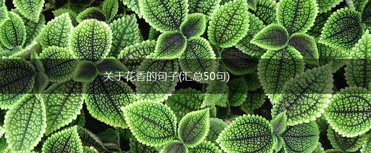 关于花香的句子(汇总50句),第1张