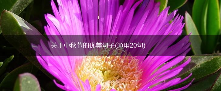 关于中秋节的优美句子(通用20句),第1张