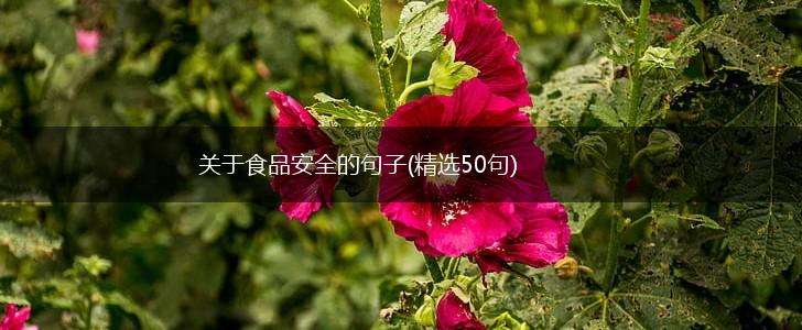 关于食品安全的句子(精选50句),第1张