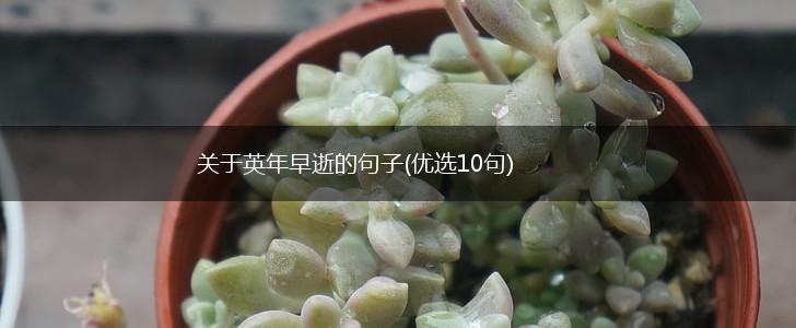 关于英年早逝的句子(优选10句),第1张