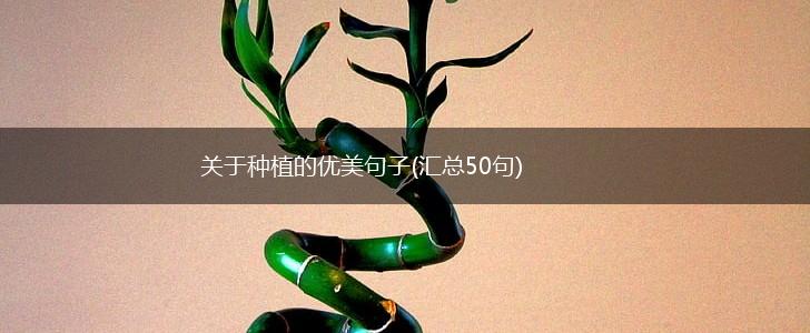 关于种植的优美句子(汇总50句),第1张