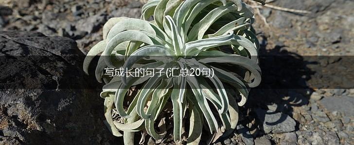 写成长的句子(汇总20句),第1张