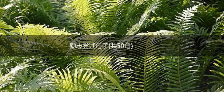 励志尝试句子(共50句),第1张