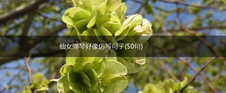 仙女弹琴好像仿写句子(50句),第1张
