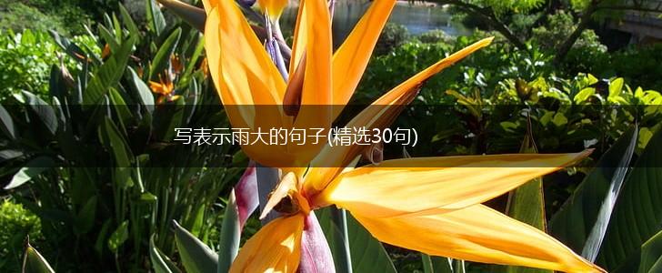 写表示雨大的句子(精选30句),第1张