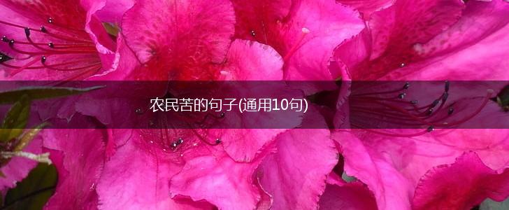 农民苦的句子(通用10句),第1张