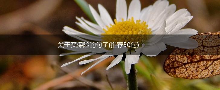 关于买保险的句子(推荐50句),第1张
