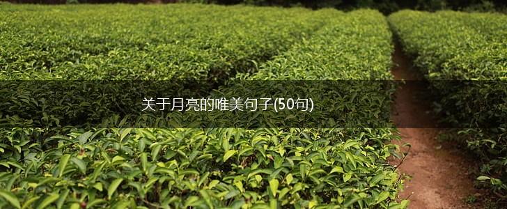 关于月亮的唯美句子(50句),第1张