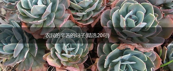 农民的辛苦的句子(精选20句),第1张