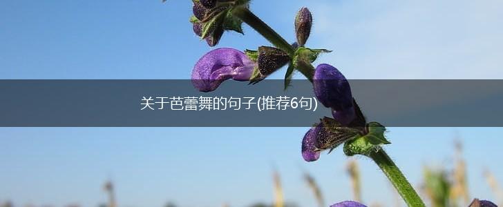 关于芭蕾舞的句子(推荐6句),第1张