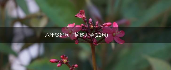 六年级好句子摘抄大全(22句),第1张