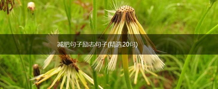 减肥句子励志句子(精选20句),第1张
