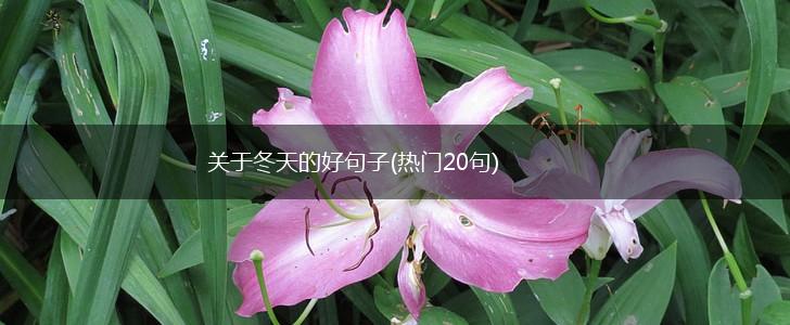 关于冬天的好句子(热门20句),第1张