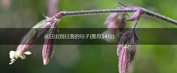 从日出到日落的句子(推荐14句),第1张