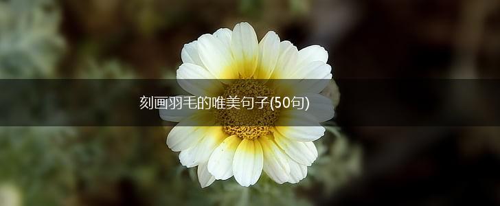 刻画羽毛的唯美句子(50句),第1张