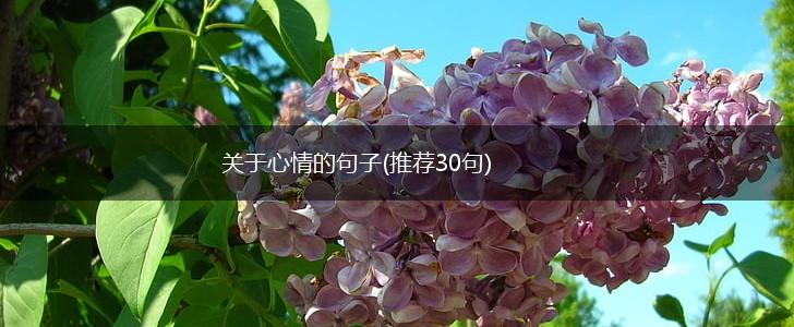 关于心情的句子(推荐30句),第1张