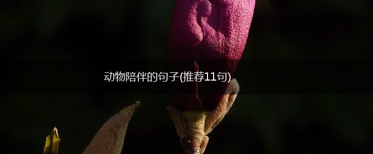动物陪伴的句子(推荐11句),第1张