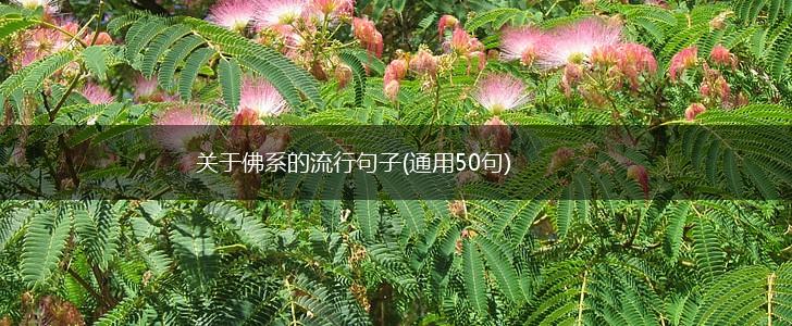 关于佛系的流行句子(通用50句),第1张