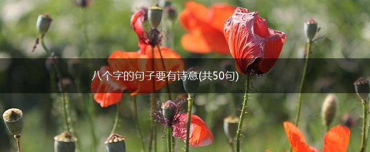 八个字的句子要有诗意(共50句),第1张