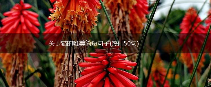 关于猫的唯美简短句子(热门50句),第1张