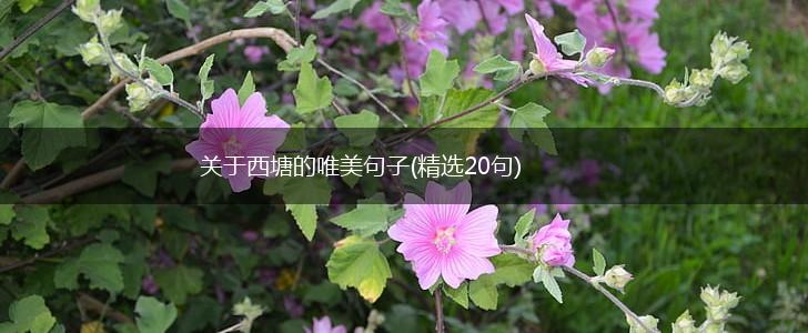 关于西塘的唯美句子(精选20句),第1张