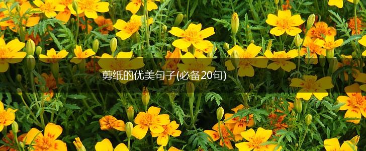 剪纸的优美句子(必备20句),第1张