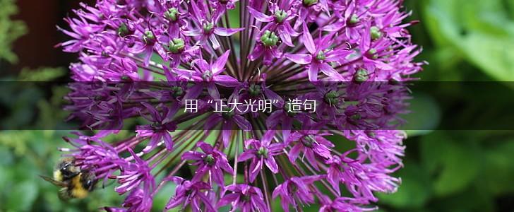 用“正大光明”造句,第1张