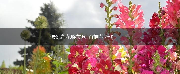 佛说莲花唯美句子(推荐7句),第1张