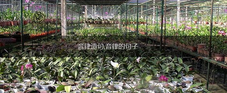 音律造句,音律的句子,第1张