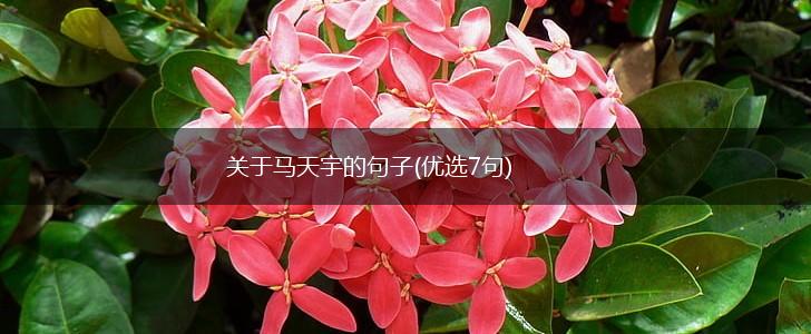 关于马天宇的句子(优选7句),第1张