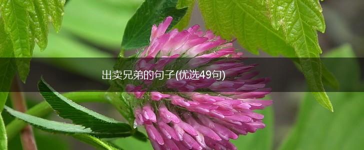 出卖兄弟的句子(优选49句),第1张
