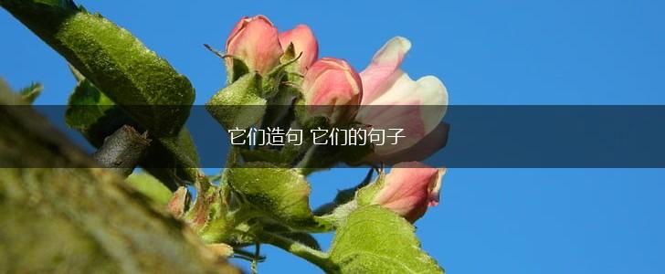 它们造句 它们的句子,第1张